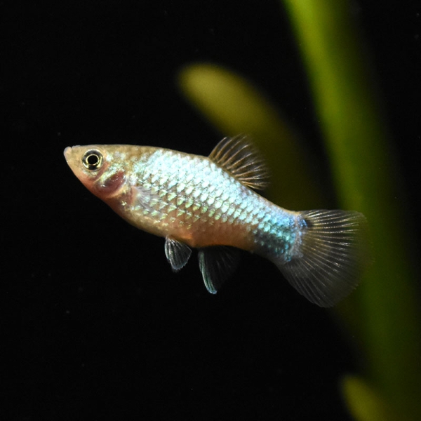 Platy Blau Micky Maus, Xiphophorus maculatus var. blue Micky Mouse